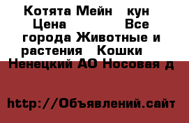 Котята Мейн - кун › Цена ­ 19 000 - Все города Животные и растения » Кошки   . Ненецкий АО,Носовая д.